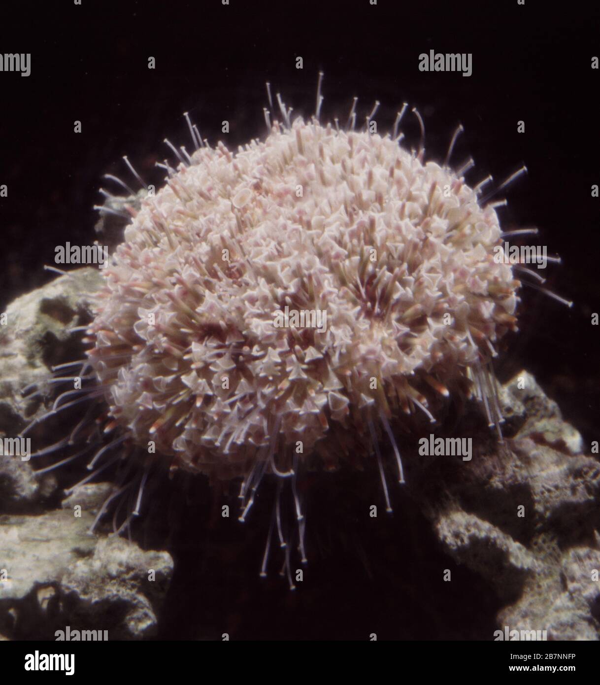 Urchin anatomy hi-res stock photography and images - Alamy