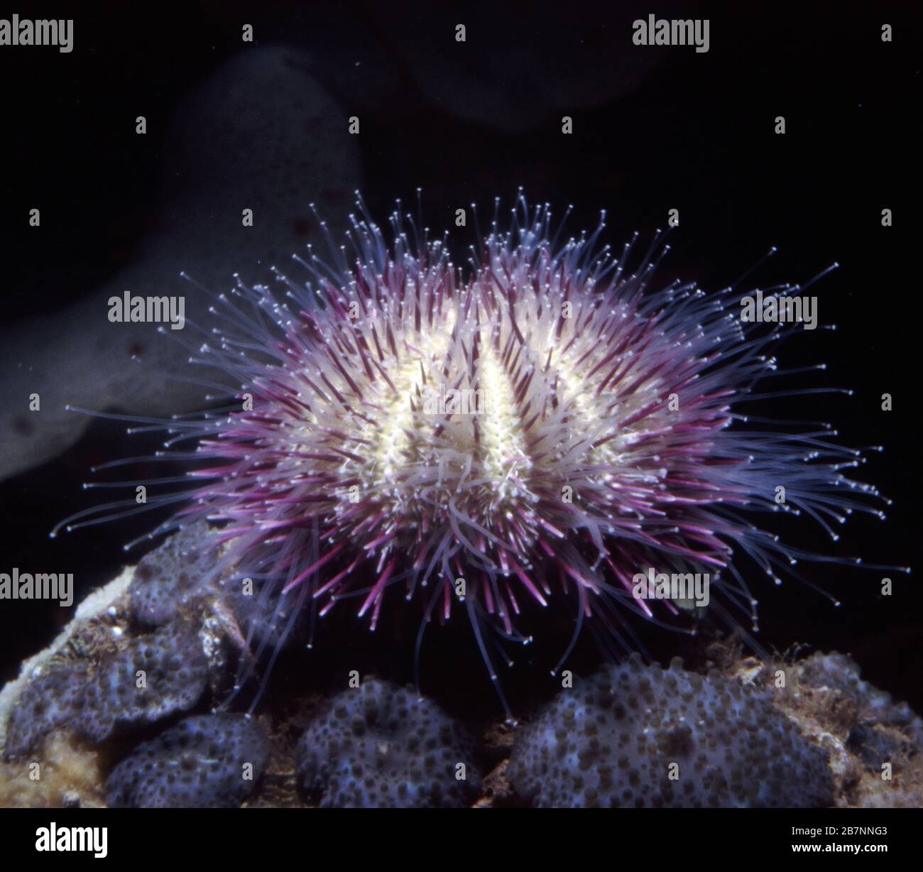 Variegated sea urchin, Lytechinus variegatus Stock Photo