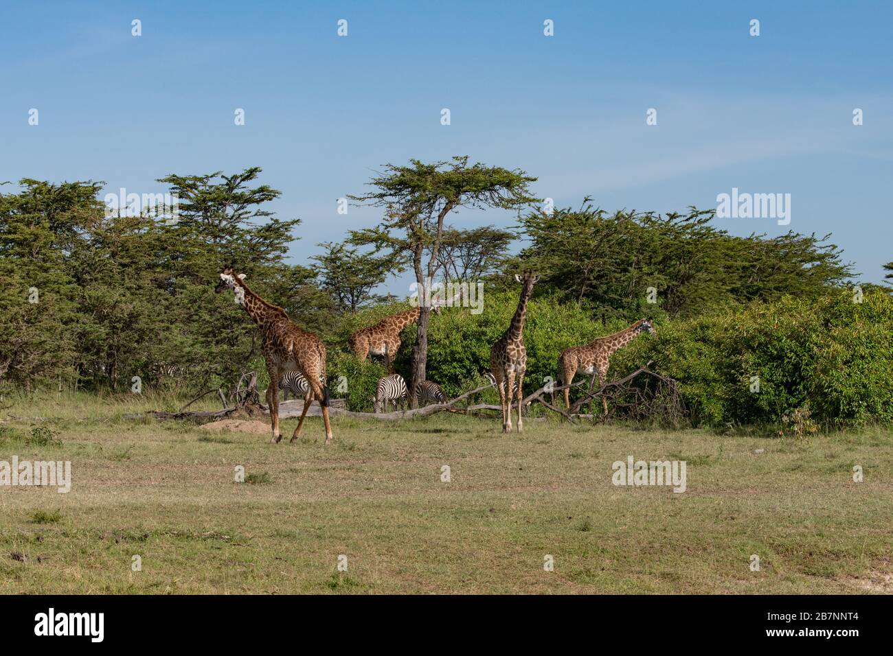 small group of giraffes and zebras in the savanna in the Masai Mara, Kenya Stock Photo