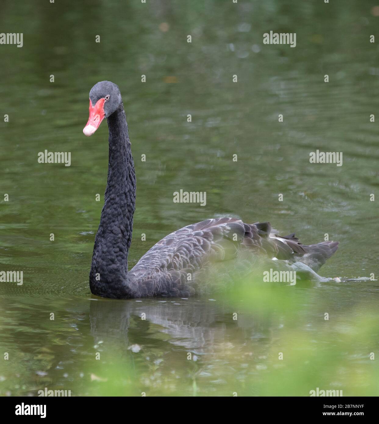 Black swan seen in the Singapore Botanical Gardens Stock Photo - Alamy