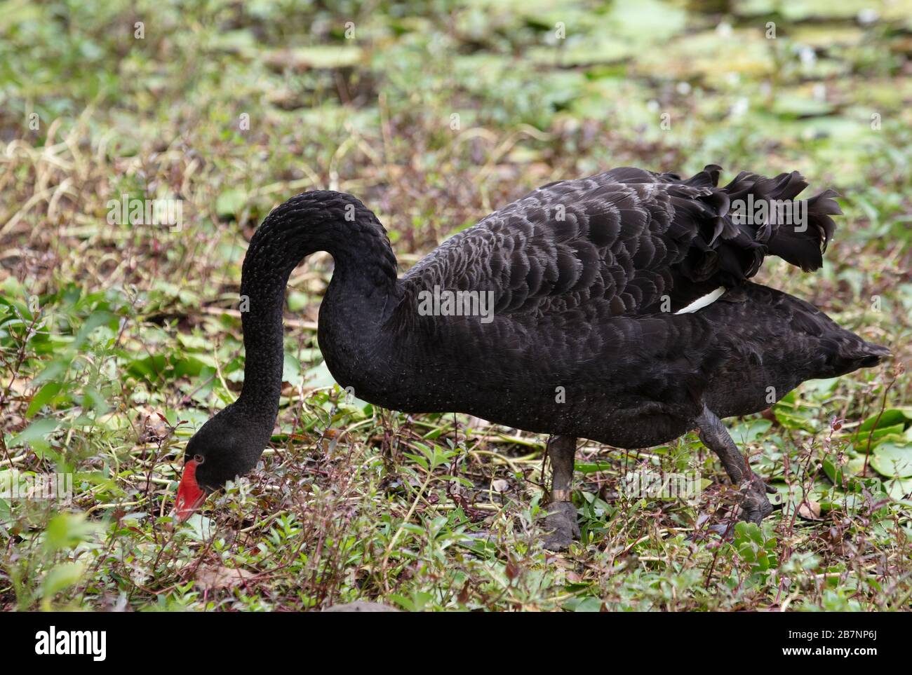 Black swan seen in the Singapore Botanical Gardens Stock Photo - Alamy