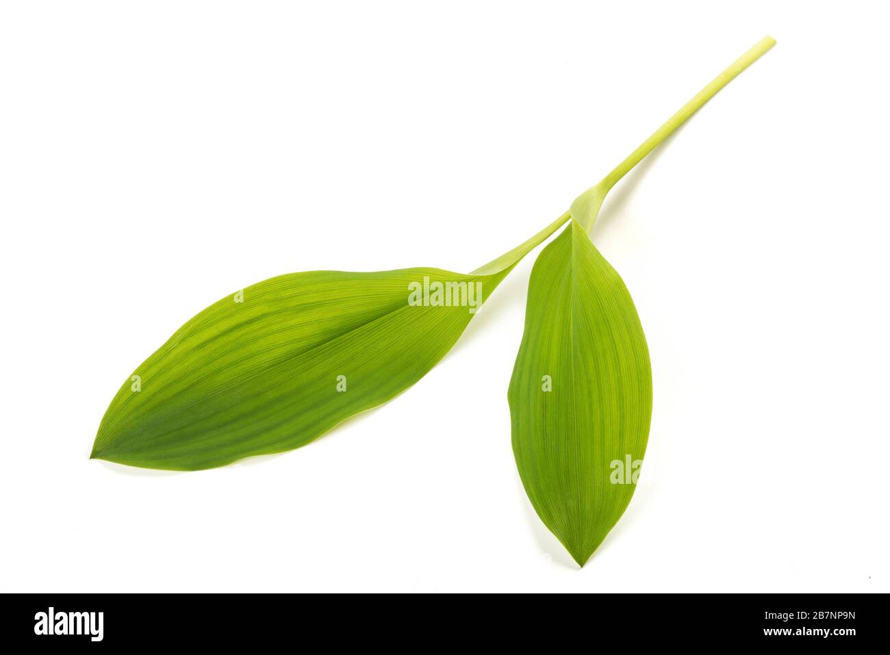 Lily of the valley leaves isolated on white Stock Photo
