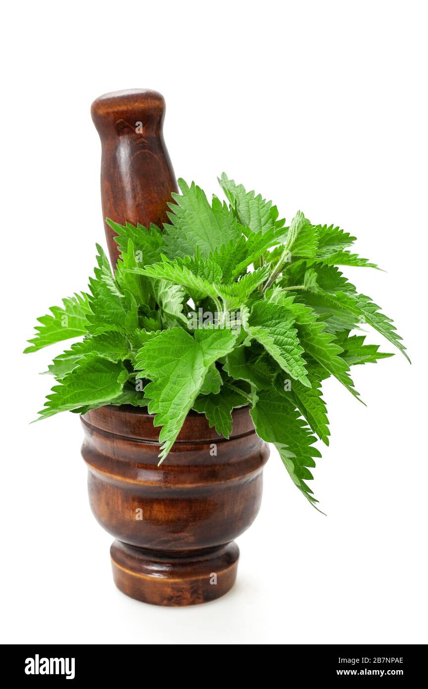 Nettle in a mortar  isolated on white Stock Photo