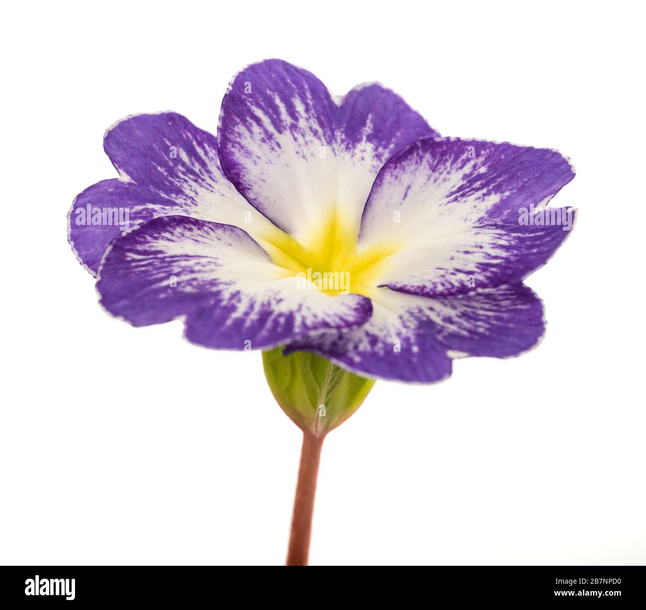 primrose flower isolated on white background Stock Photo