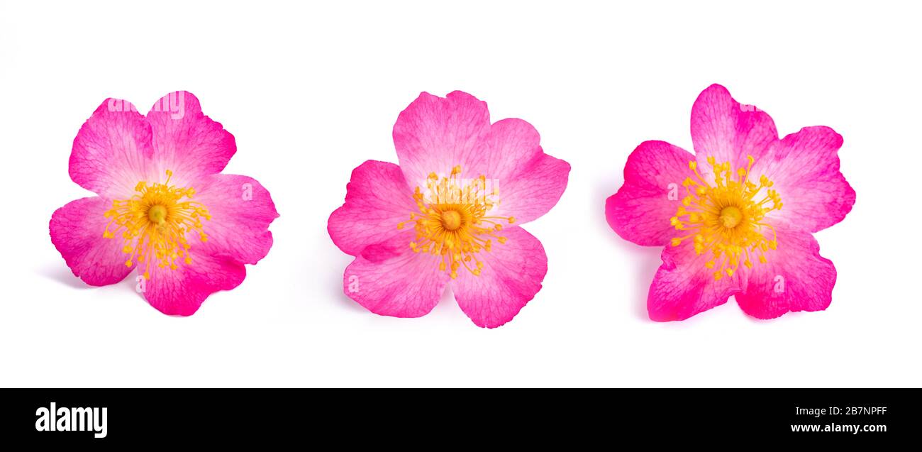 Dog rose (rosa canina) isolated on white background Stock Photo - Alamy