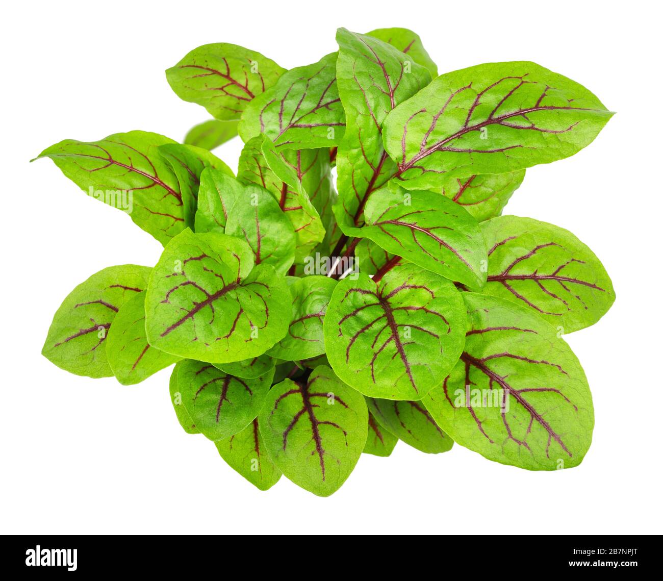Red-veined sorrel isolated on white background Stock Photo