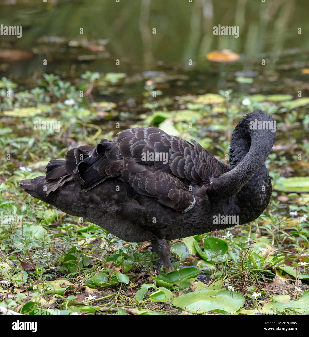 Black swan seen in the Singapore Botanical Gardens Stock Photo - Alamy