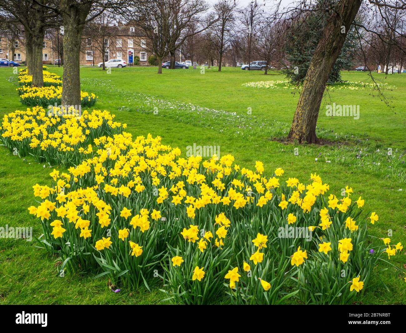 Daffodils in bloom on The Stray in early spring in Harrogate North Yorkshire England Stock Photo