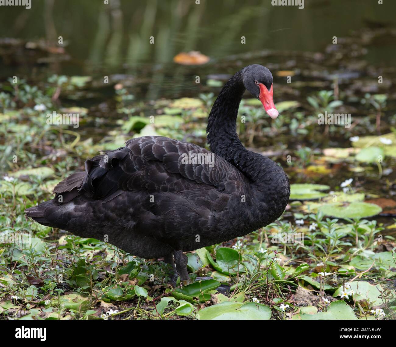 Black swan seen in the Singapore Botanical Gardens Stock Photo - Alamy