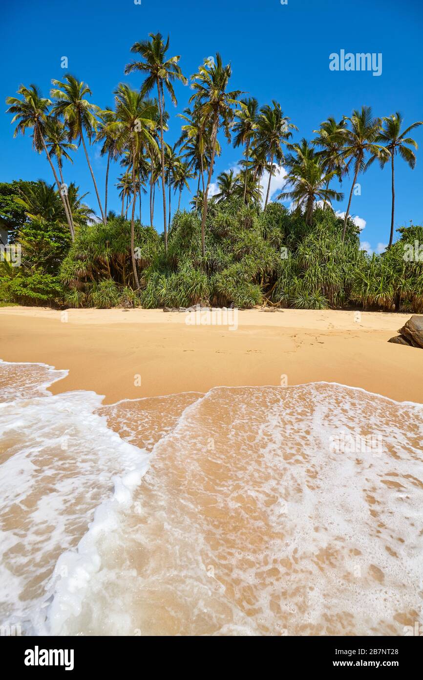 Sunny beach day palm trees hi-res stock photography and images - Alamy
