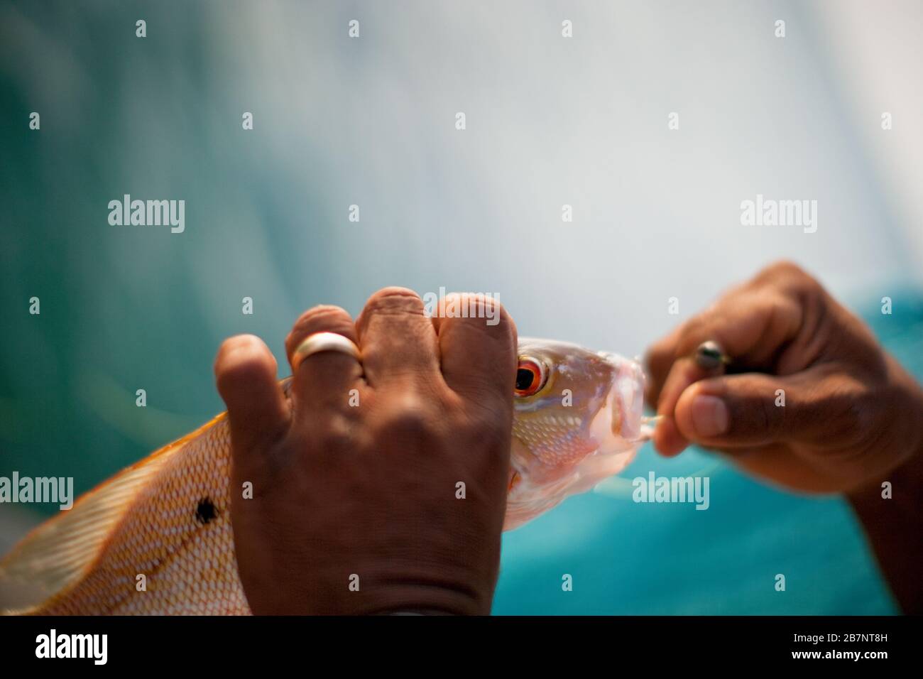 Man taking hook out of fish Stock Photo Alamy