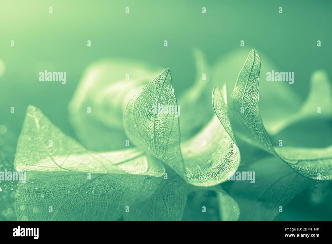 Green transparent leaf skeleton on a glass table with drops. Beautiful abstract tender merry spring background. Selective soft focus Stock Photo