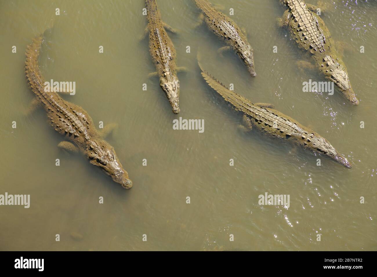 Costa Rica Aligators Biodiversity of costa rica hi-res stock photography and images - Alamy