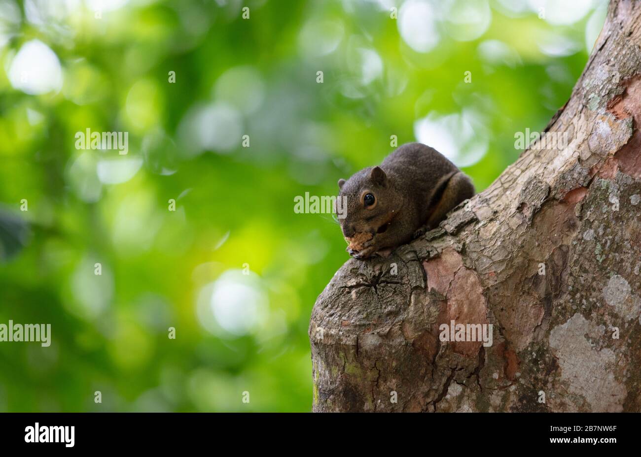 Slender Squirrel seen eating in a tree of the Singapore Botanic Gardens. Stock Photo