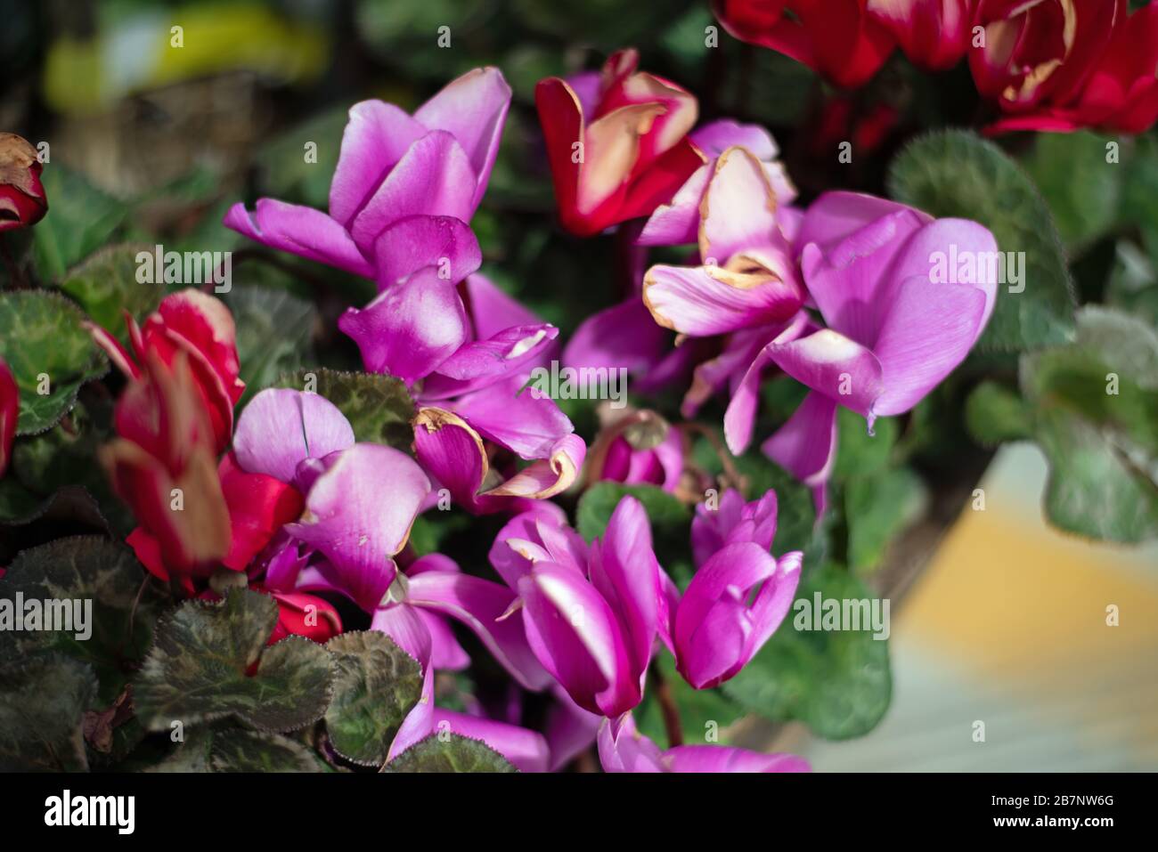 Beautiful purple blooms hi-res stock photography and images - Alamy