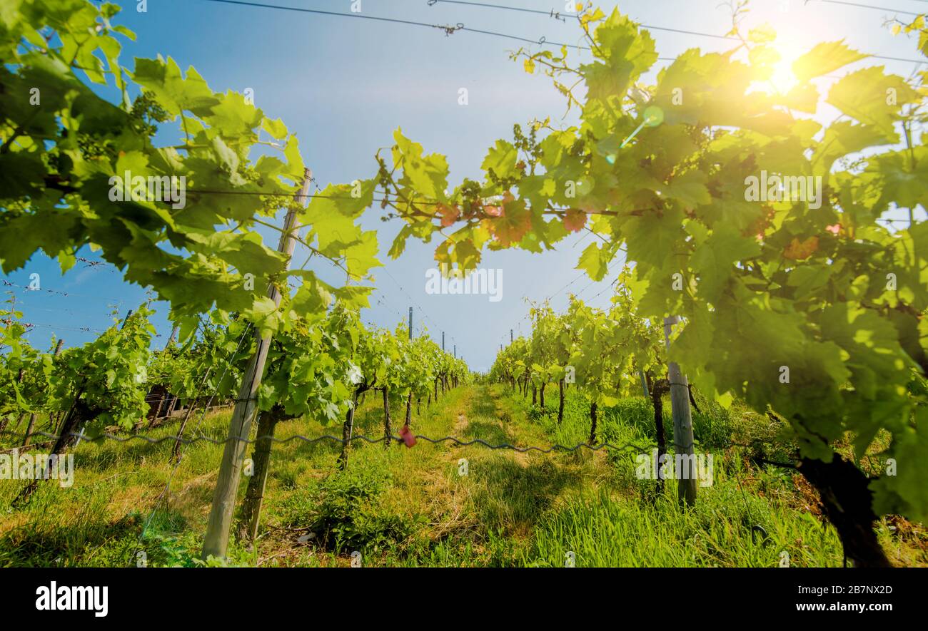 Landscape of vineyard on hill with rows of grapes bushes in sunny day ...