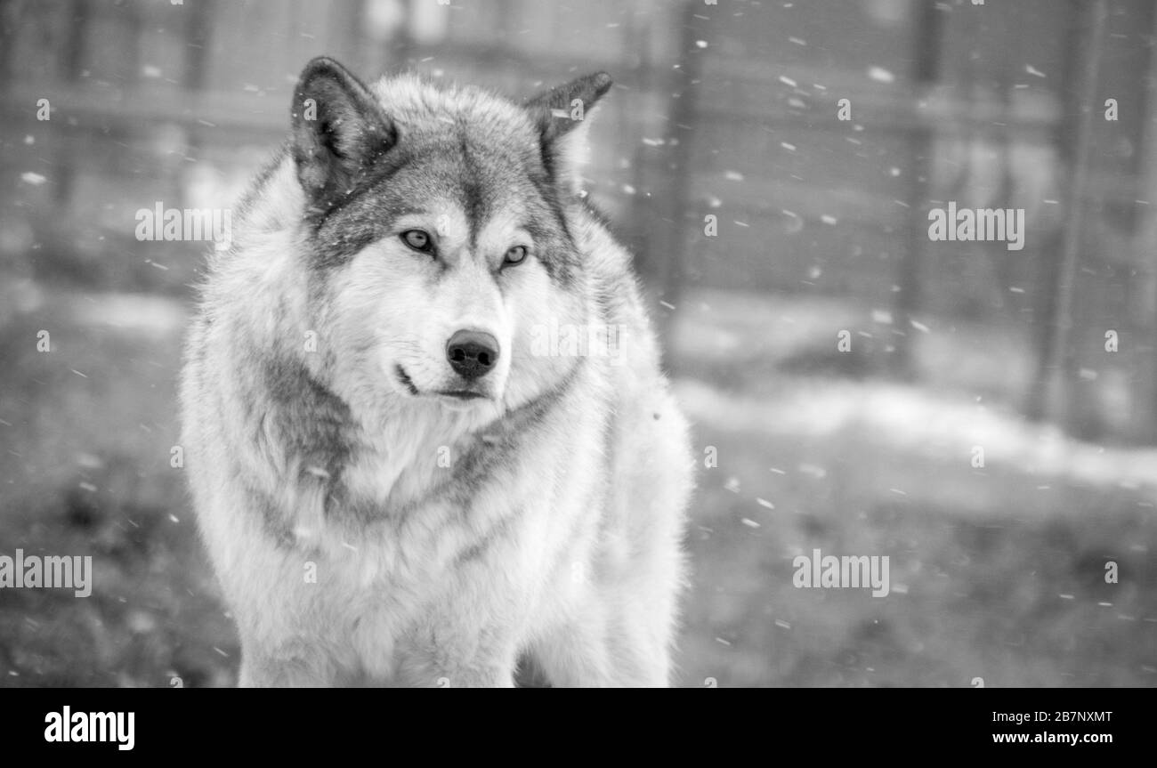 A standing wolfdog in the snow, blizzard, black and white Stock Photo