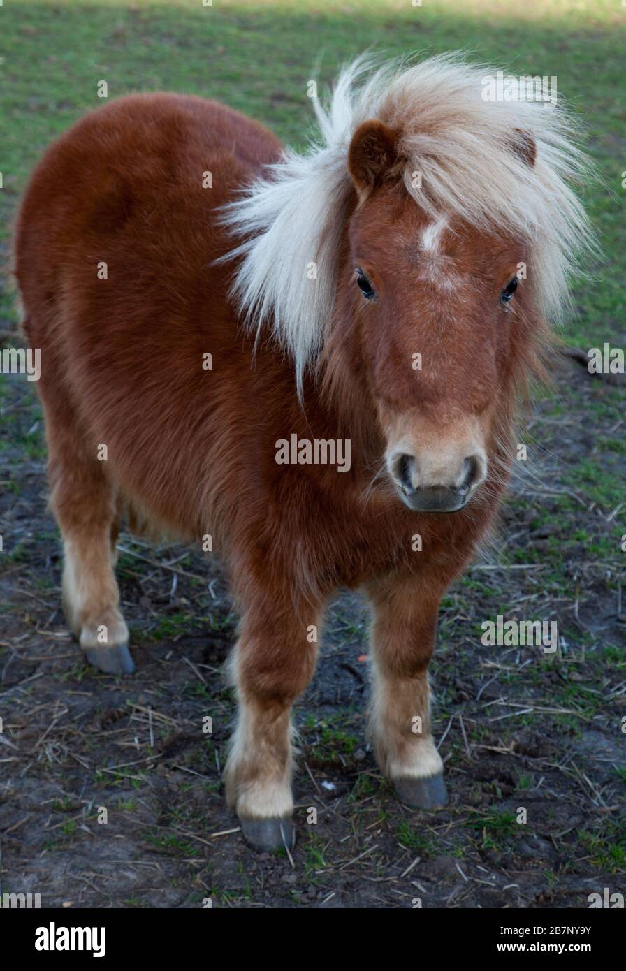 close up portrait of a small light brown Shetland pony Stock Photo