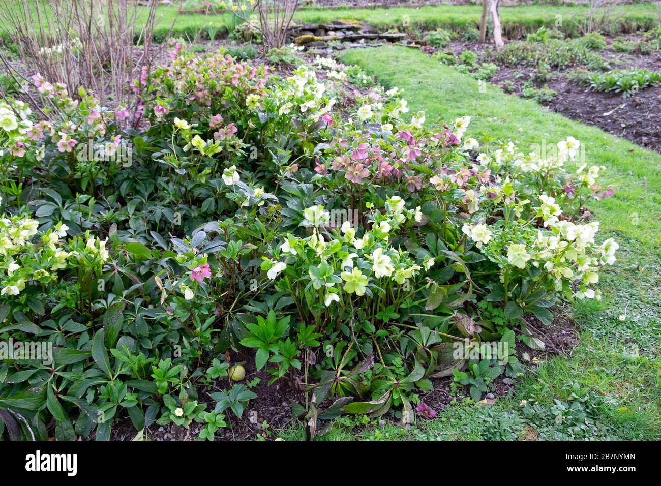 Evergreen perennials hires stock photography and images Alamy