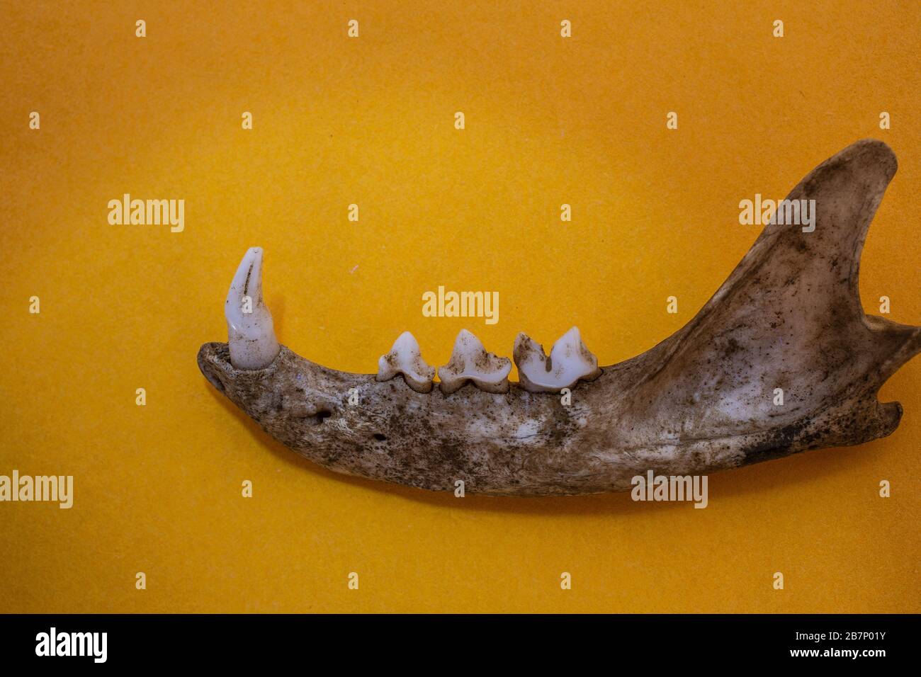 Rabbit's lower jaw with gnaw teeth Stock Photo Alamy