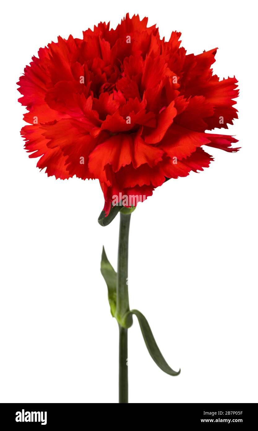 Red carnations flower isolated on white background. Stock Photo