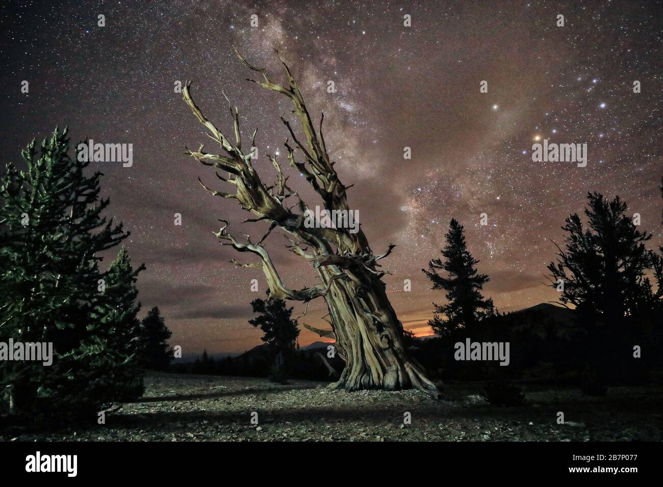 Camping Under the Stars and Milky Way in Bristlecone Pines Stock Photo