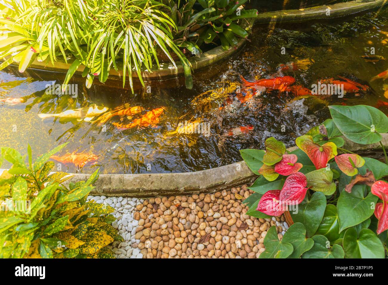 Decorative pond with colorful fancy carps koi fish swim in an
