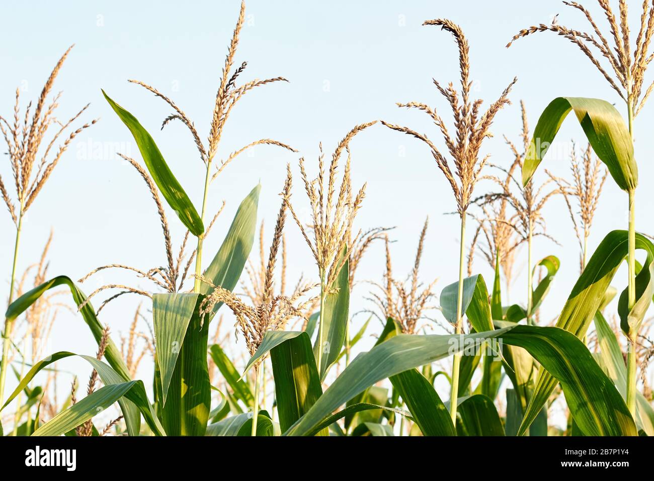 Fodder maize cultivation hi-res stock photography and images - Alamy