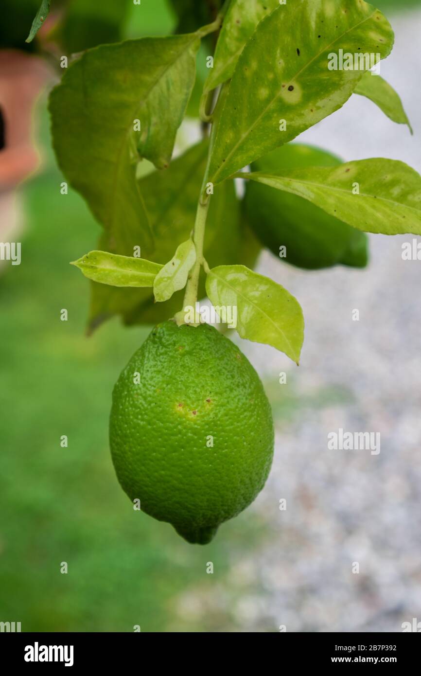 green lemon hanging on lemon tree Stock Photo