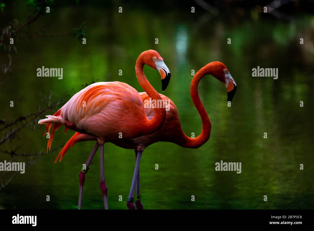 Colour landscape images of flamingo's photographed at a nature reserve
