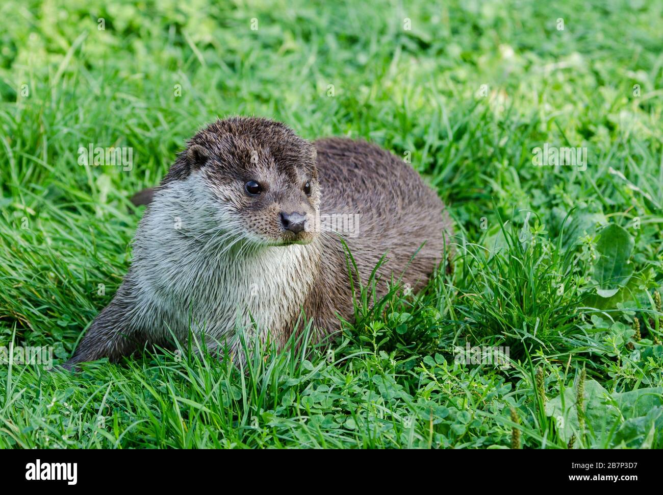 Otter Stock Photo