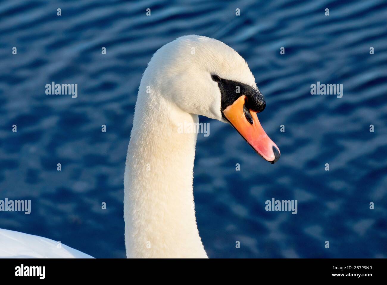 Mute Swan (cygnus olor), close up of the head and neck of a male bird. Stock Photo