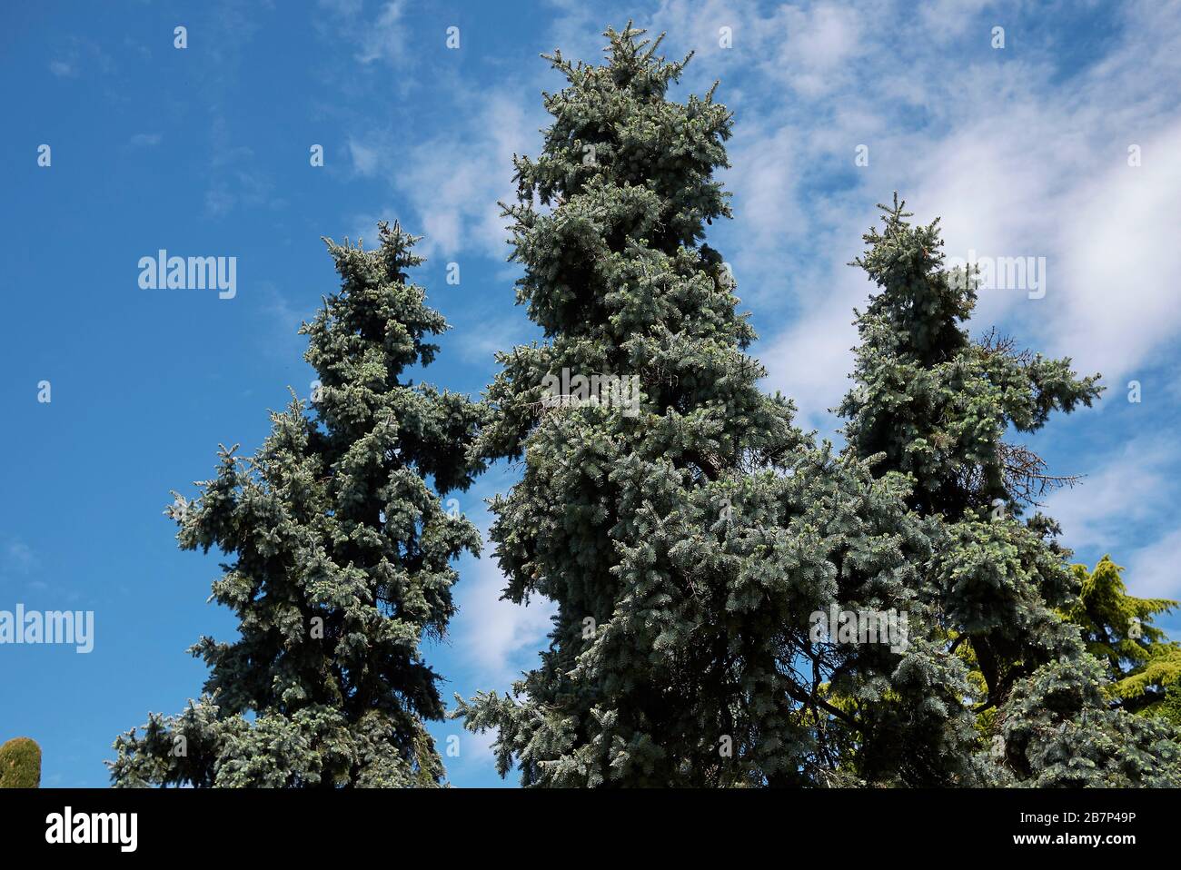 Picea pungens Stock Photo