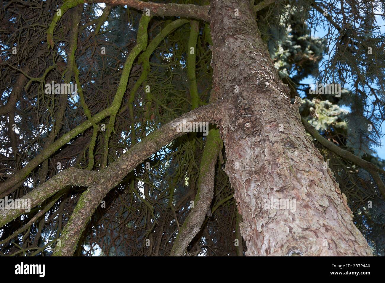 Picea pungens trunk Stock Photo