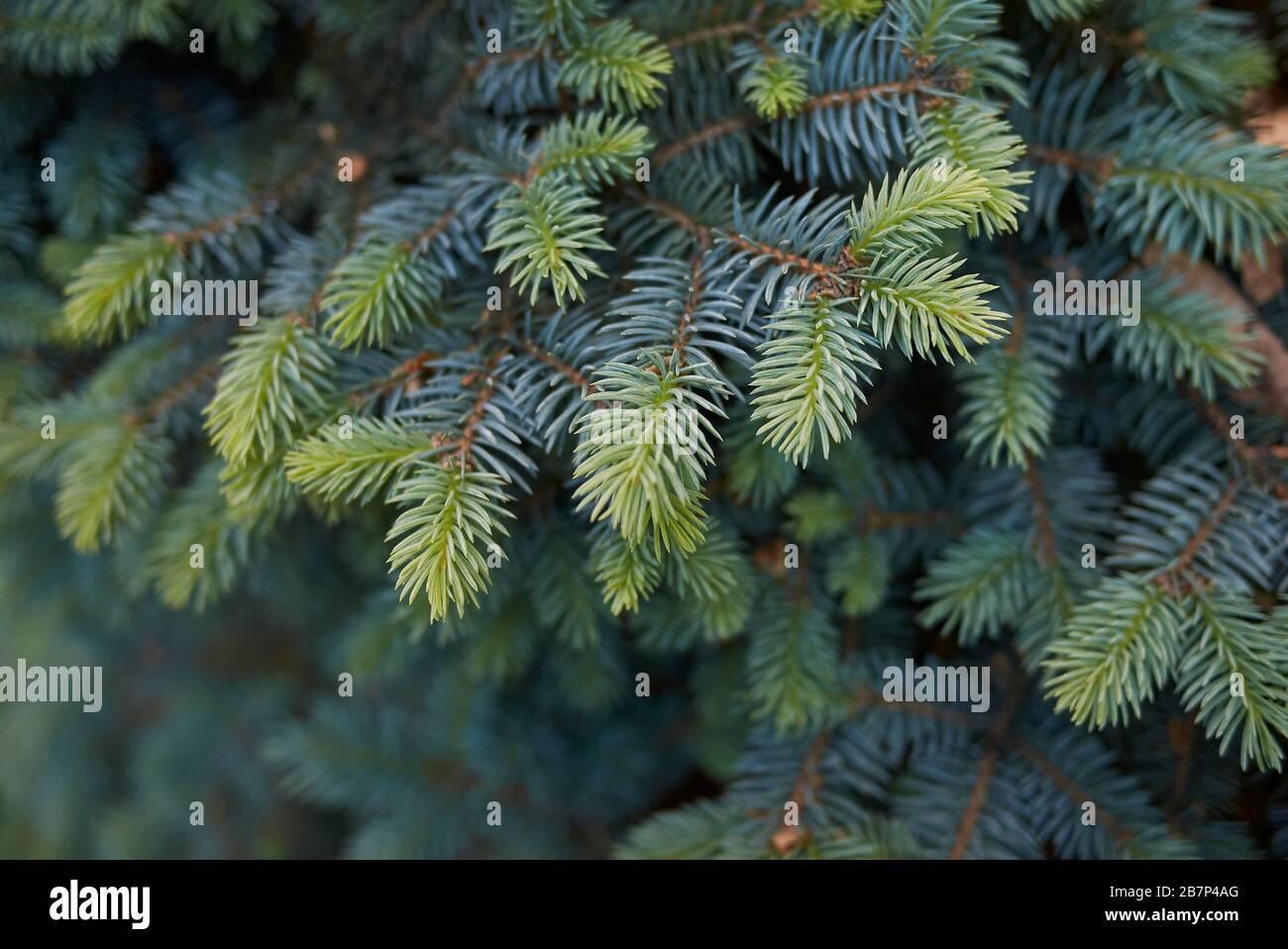 Picea pungens Stock Photo