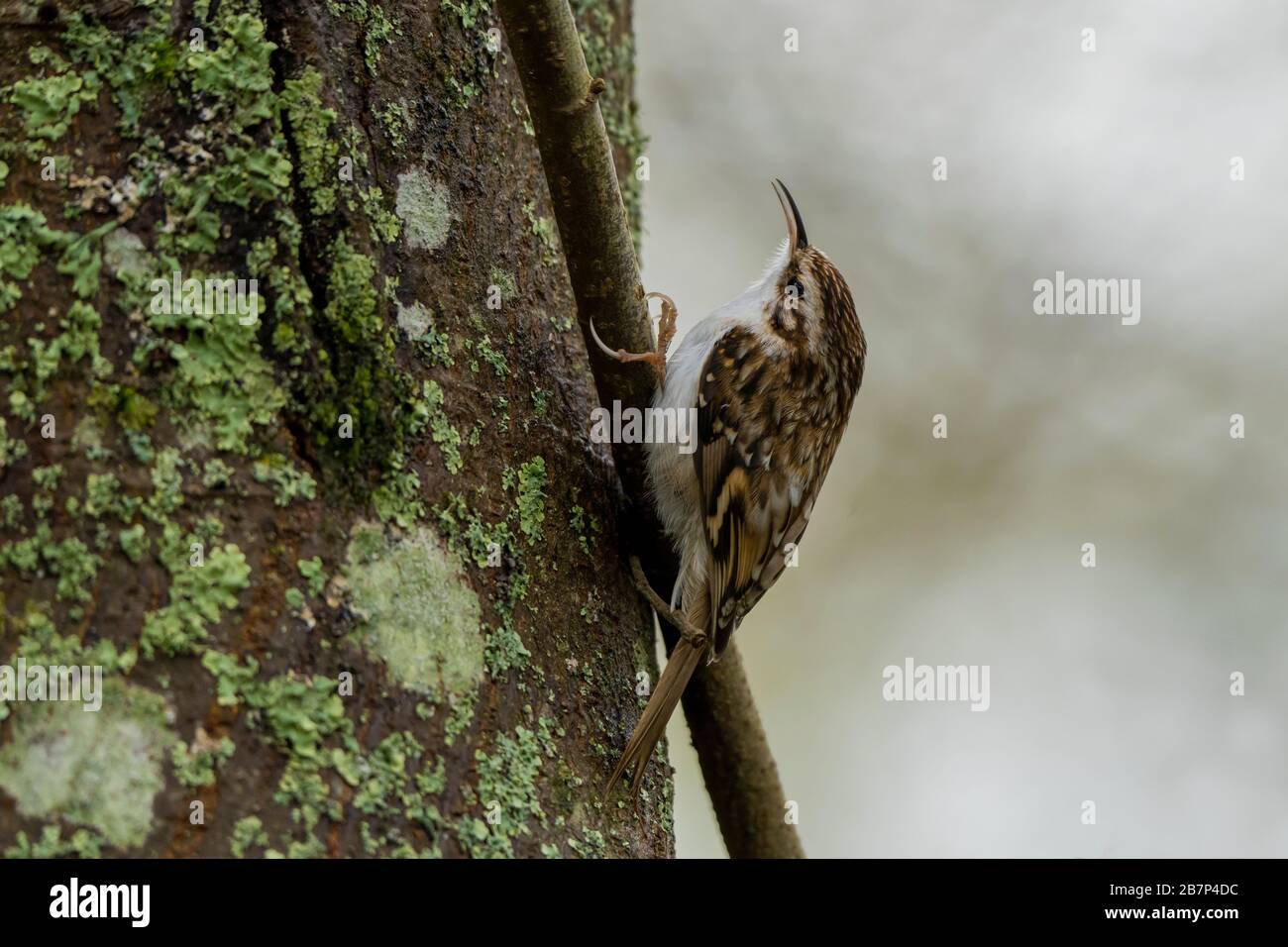 Treecreeper-Certhia familiaris in song. Stock Photo