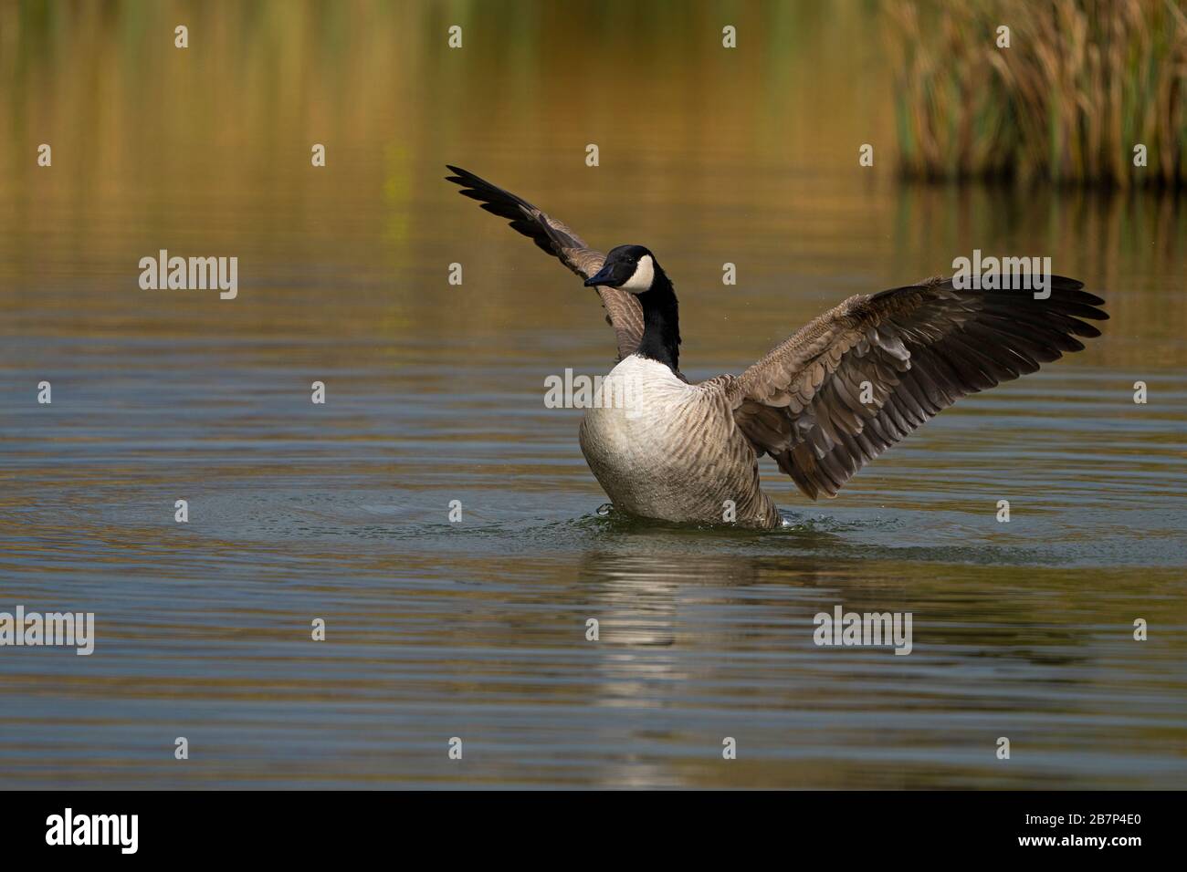 Canada Goose-Branta canadensis flaps its wings. Stock Photo