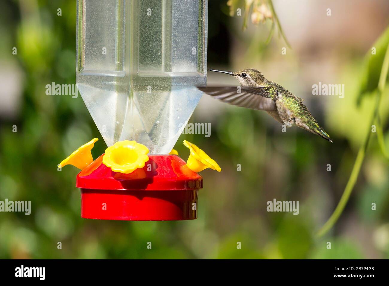 Hummingbird hovering near a red birdfeeder Stock Photo