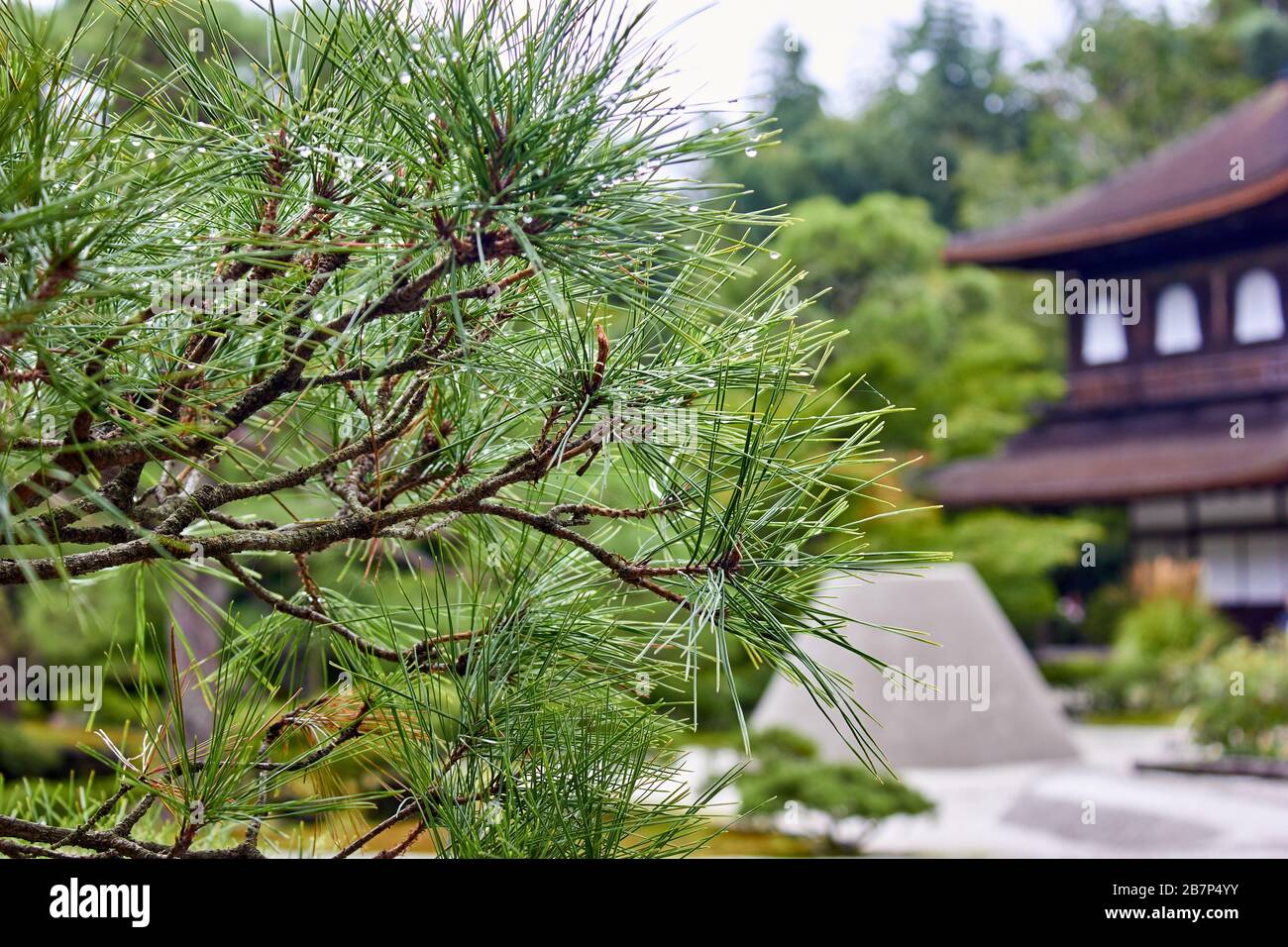 Wet pine in the garden with water droplets on it Stock Photo