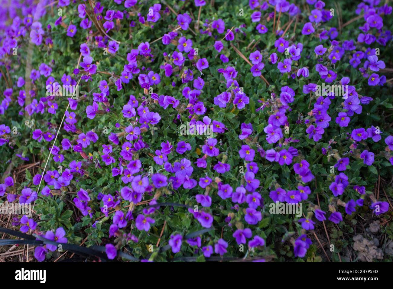 First spring flowers from the neighbours forest Stock Photo - Alamy