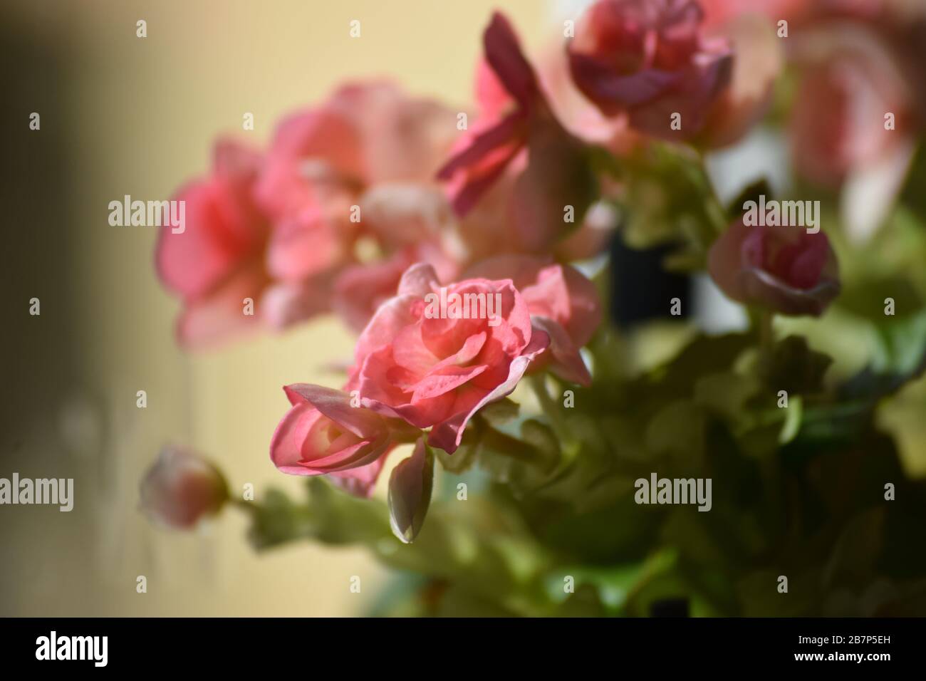 the delicate Flowers of a Begonia Stock Photo