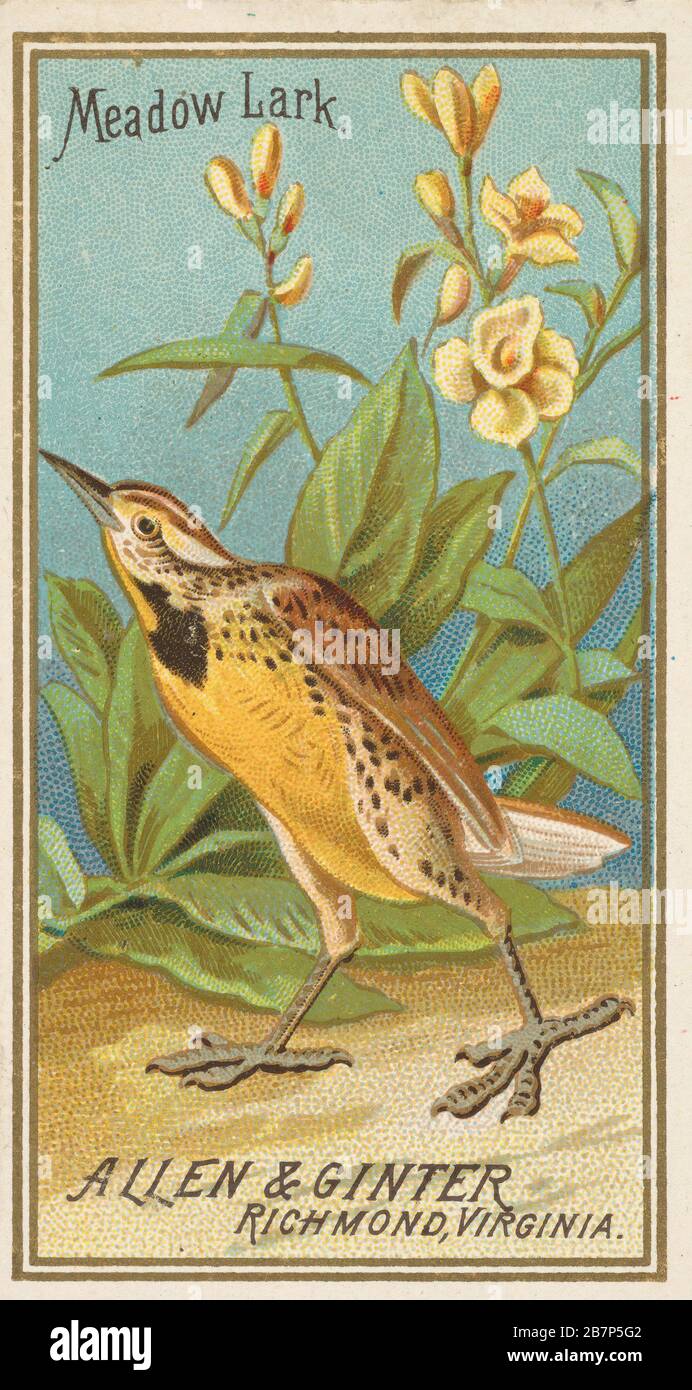 Meadow Lark, from the Birds of America series (N4) for Allen &amp; Ginter Cigarettes Brands, 1888. Stock Photo