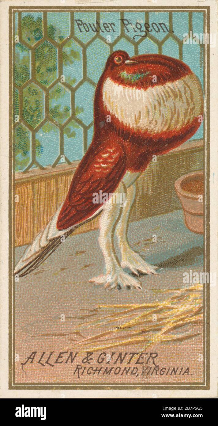 Pouter Pouter pigeon hi-res stock photography and images - Alamy