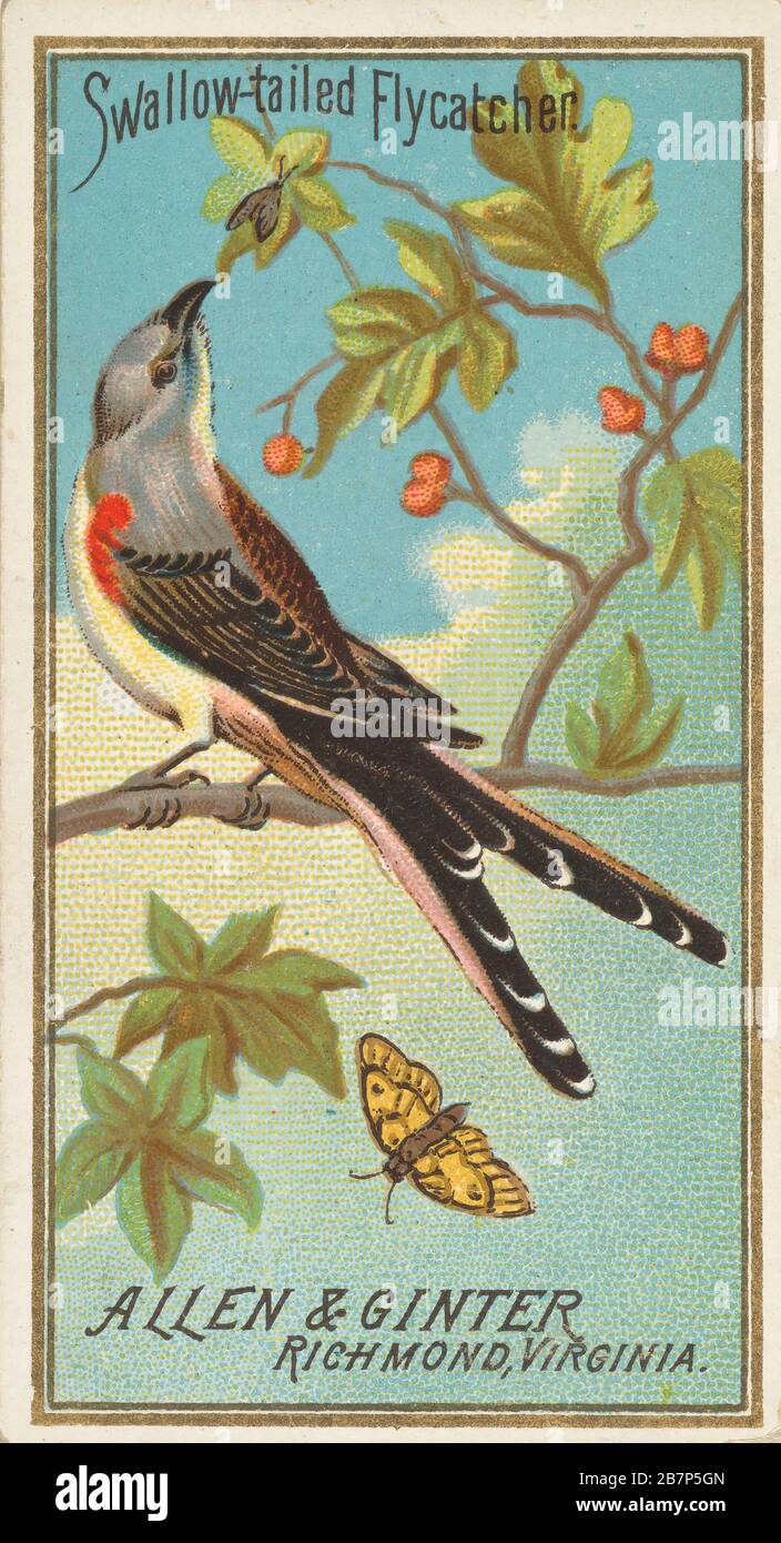 Swallow-tailed Flycatcher, from the Birds of America series (N4) for Allen &amp; Ginter Cigarettes Brands, 1888. Stock Photo