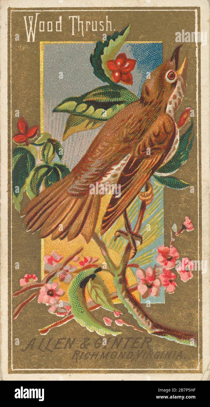 Wood Thrush, from the Birds of America series (N4) for Allen &amp; Ginter Cigarettes Brands, 1888. Stock Photo