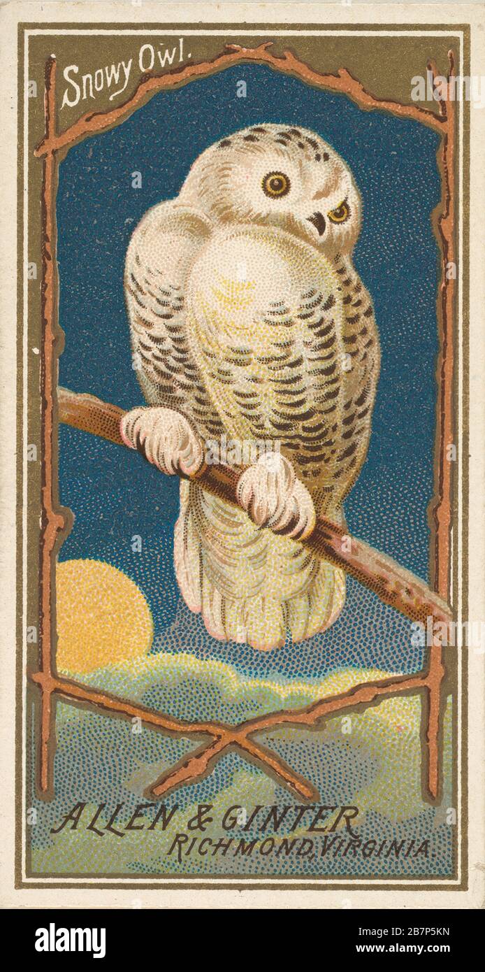 Snowy Owl, from the Birds of America series (N4) for Allen &amp; Ginter Cigarettes Brands, 1888. Stock Photo