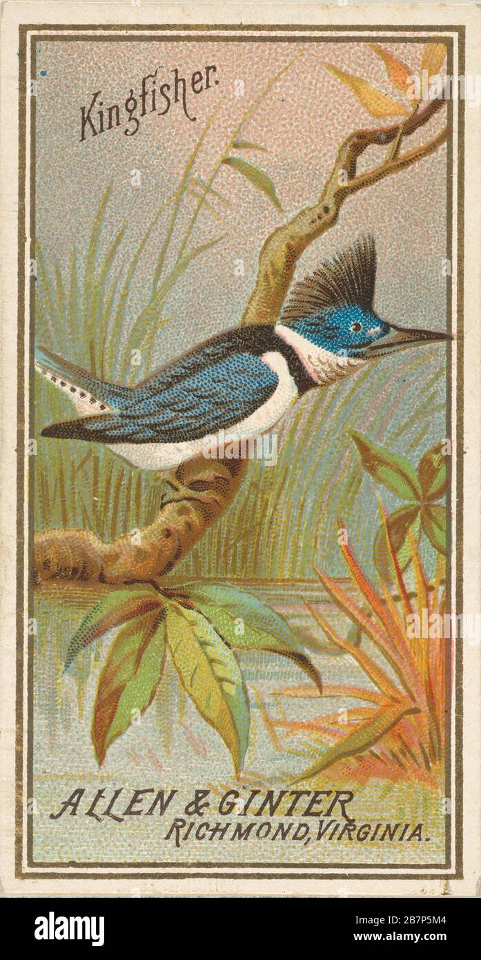 Kingfisher, from the Birds of America series (N4) for Allen &amp; Ginter Cigarettes Brands, 1888. Stock Photo