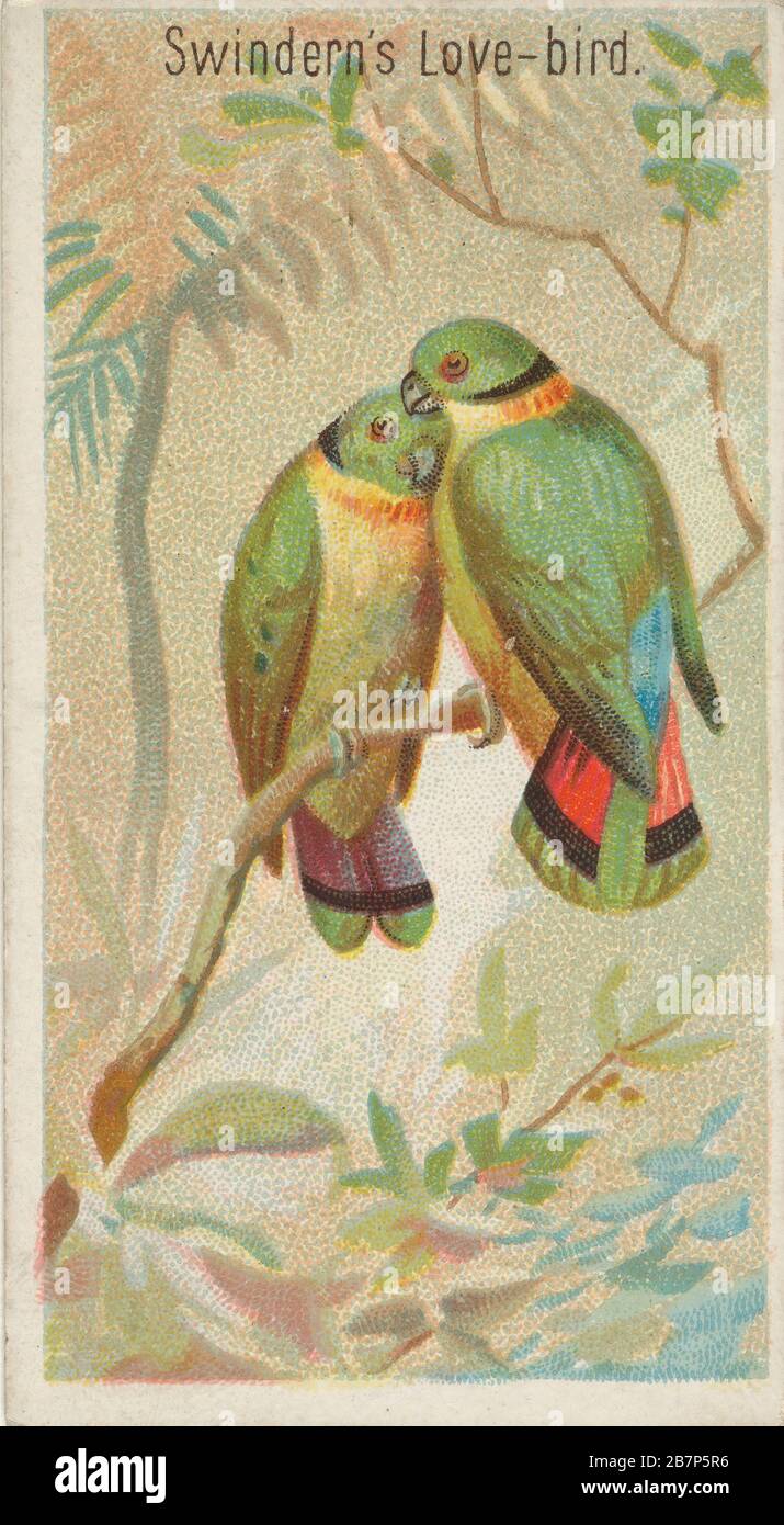 loving bird  Swinderns love bird hi-res stock photography and images - Alamy