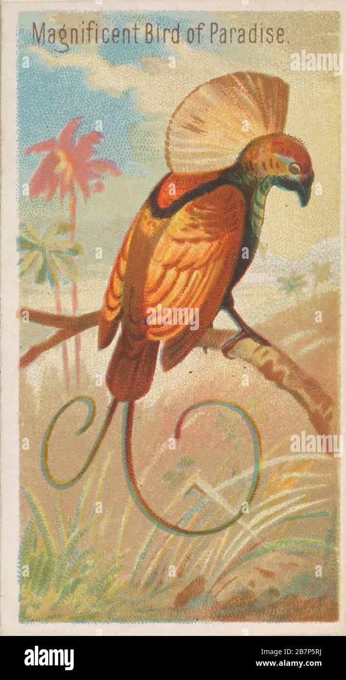 Magnificent Bird of Paradise, from the Birds of the Tropics series (N5) for Allen &amp; Ginter Cigarettes Brands, 1889. Stock Photo