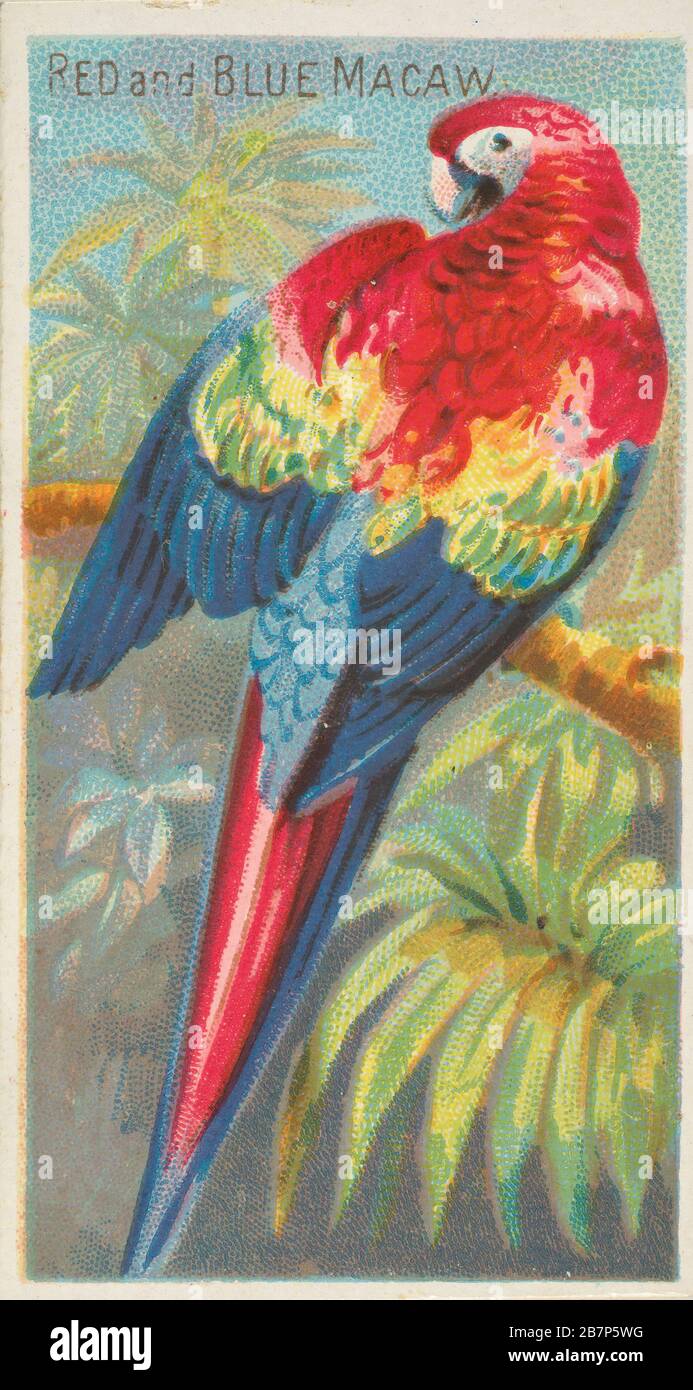 Red and Blue Macaw, from the Birds of the Tropics series (N5) for Allen &amp; Ginter Cigarettes Brands, 1889. Stock Photo